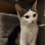 Kot do adopcji, Świdnica, 6 lipca 2022
