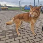 Znaleziono psa, Świdnica, 11 stycznia 2023