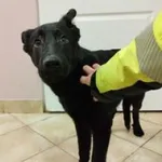 Znaleziono psa, Świdnica, 31 stycznia 2023