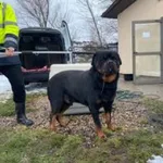 Znaleziono psa, Świdnica, 26 stycznia 2023