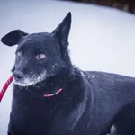 Pies do adopcji, Świdnica, 13 grudnia 2022