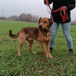 Pies do adopcji, Świdnica, 28 października 2022