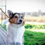 Pies do adopcji, Świdnica, 9 grudnia 2022