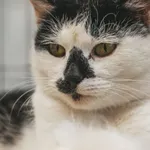 Kot do adopcji, Świdnica, 31 października 2021