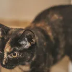 Kot do adopcji, Świdnica, 31 maja 2022