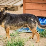 Pies do adopcji, Świdnica, 30 stycznia 2020
