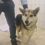 Znaleziono psa, Świdnica, 18 grudnia 2022