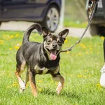 Pies do adopcji, Świdnica, 7 listopada 2022