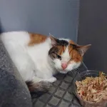 Znaleziono kota, Łódź, 8 grudnia 2021