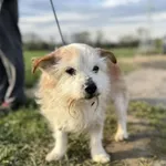Pies do adopcji, Świdnica, 14 maja 2022