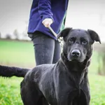 Pies do adopcji, Świdnica, 8 grudnia 2022