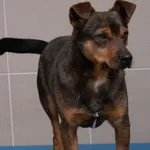 Pies do adopcji, Świdnica, 12 października 2021