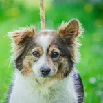 Pies do adopcji, Świdnica, 14 lipca 2021