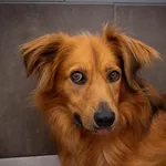 Pies do adopcji, Świdnica, 27 sierpnia 2020