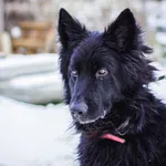 Pies do adopcji, Świdnica, 3 lutego 2022
