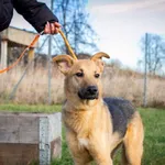 Pies do adopcji, Świdnica, 20 grudnia 2022