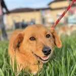 Pies do adopcji, Świdnica, 3 czerwca 2022