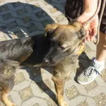 Znaleziono psa, Radom, 12 sierpnia 2015