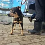 Znaleziono psa, Świdnica, 2 lutego 2023