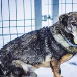 Pies do adopcji, Świdnica, 25 lutego 2021