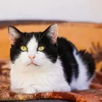 Kot do adopcji, Elbląg, 13 września 2022