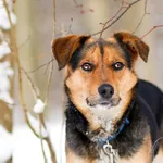 Pies do adopcji, Elbląg, 3 lutego 2023