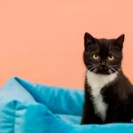 Kot do adopcji, Elbląg, 8 lutego 2023