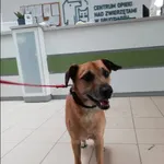 Znaleziono psa, Grudziądz, 12 sierpnia 2022