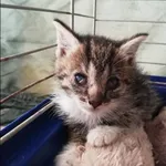 Kot do adopcji, Grudziądz, 8 czerwca 2022