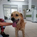 Pies do adopcji, Grudziądz, 16 sierpnia 2022