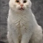 Kot do adopcji, Grudziądz, 30 grudnia 2021