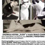 Zaginął kot, Poznań, 23 lutego 2023