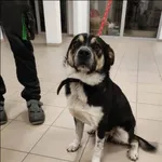 Pies do adopcji, Grudziądz, 4 grudnia 2022