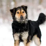 Pies do adopcji, Elbląg, 22 stycznia 2023