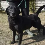 Pies do adopcji, Pieczyska, 6 kwietnia 2022