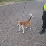 Znaleziono psa, Bydgoszcz, 7 czerwca 2021