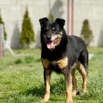 Pies do adopcji, Pieczyska, 7 maja 2019
