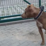 Znaleziono psa, Bydgoszcz, 3 lipca 2021