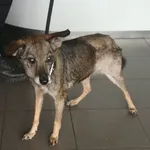 Znaleziono psa, Bydgoszcz, 19 sierpnia 2021