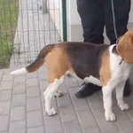 Znaleziono psa, Bydgoszcz, 5 maja 2021