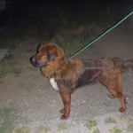 Znaleziono psa, Bydgoszcz, 27 lipca 2021