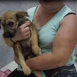 Pies do adopcji, Pieczyska, 3 sierpnia 2020