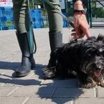 Znaleziono psa, Bydgoszcz, 27 sierpnia 2022