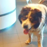 Znaleziono psa, Bydgoszcz, 26 czerwca 2021