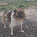 Znaleziono psa, Bydgoszcz, 12 maja 2021