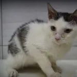 Kot do adopcji, Pieczyska, 3 lutego 2019
