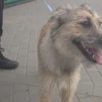 Znaleziono psa, Bydgoszcz, 11 sierpnia 2021