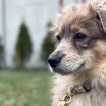 Pies do adopcji, Pieczyska, 5 maja 2022