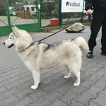 Znaleziono psa, Bydgoszcz, 11 listopada 2021