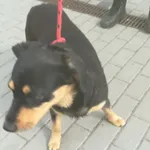 Znaleziono psa, Bydgoszcz, 31 maja 2022